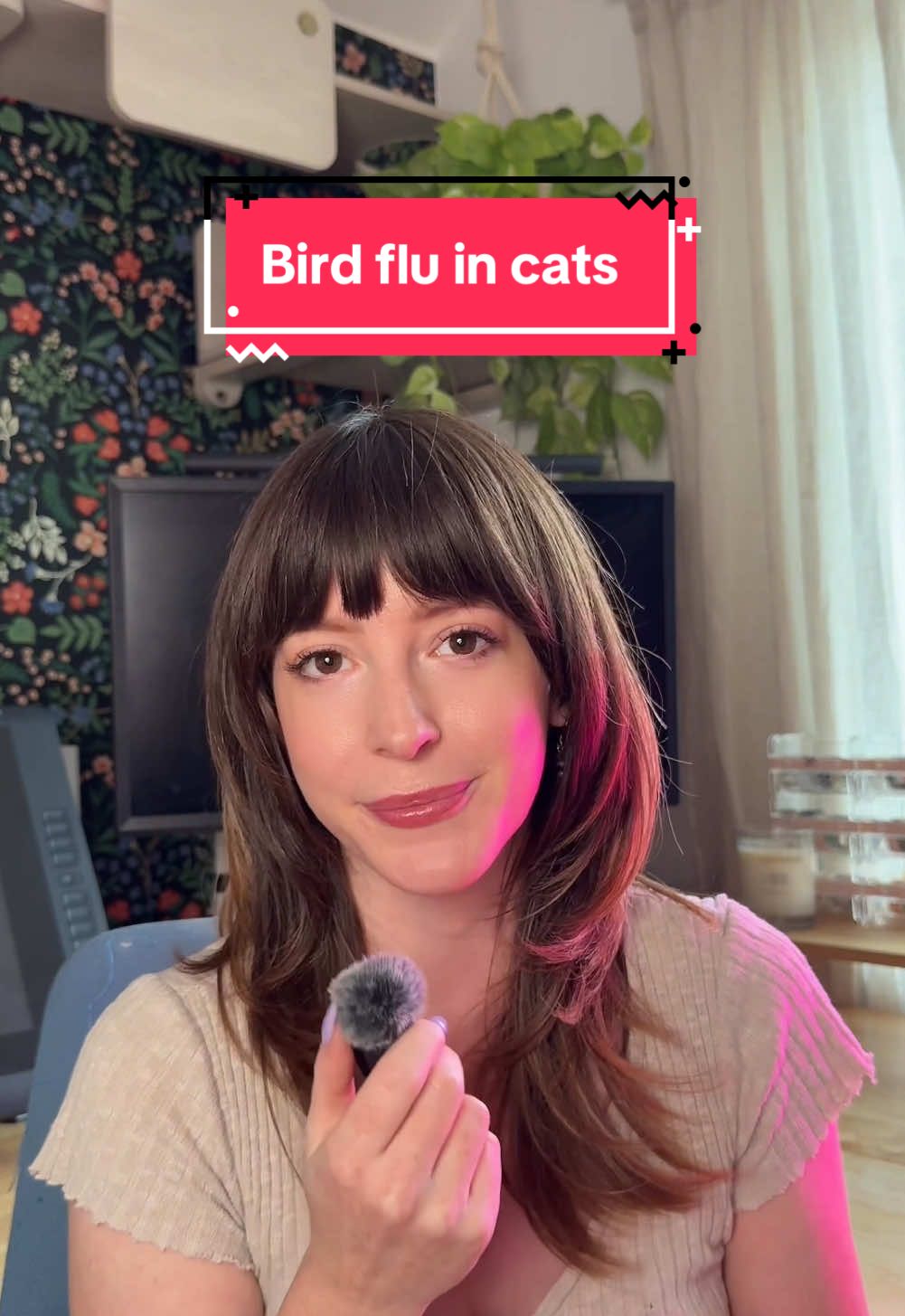 1/6: I’m seeing a lot of misinformation about the bird flu so I wanted to make a video addressing it. I think folks are having a hard time gauging the level of risk, which I’ve seen exacerbated by people sharing information without sources. I encourage you to seek information from virologists, who have the most expertise on a rapidly developing situation, and to ask your own vet. Gather your information from multiple, official sources, like the USDA and CDC.  The biggest thing you can do to protect your cats is to halt feeding raw & freeze dried raw. Please remember that this is about more than just our pets, it’s about preventing opportunities for this dangerous virus to spread to humans. I am not anti-raw & I am sad to have to transition my cats back to canned food, but now is just not the time.  Currently, poultry and waterfowl are the biggest vectors for H5N1. Songbirds only account for 2-3% of infections. Given that viral load matters in cross species transmission, and given that the vast majority of cases in cats are linked to contaminated food, I feel quite safe taking my cats outdoors in my area - but I would recommend you exercise caution if you own chickens, are neighboring a dairy or poultry farm, or have a lake in your backyard. I’m also seeing a common misconception that the current strain of H5N1 is airborne. This was observed in a single study in ferrets which used a genetically modified mutation of the virus. That modification was found to be inefficiently airborne. I unfortunately believe a lot of confusion is coming from Google’s inaccurate AI summaries. It’s important to note that the situation is evolving quickly & we’re learning more each week. I am working with the information I have available today, and am ready to pivot based on any new evidence we receive. I hope this can ease some worries. I am not a scientist - I am just a nerd with cats.  Links to the sources I’ve referenced here can be found in my profile. They include the USDA, CDC, National Library of Medicine and American Veterinary Medical Association. I’ve made sure to include studies that include cats, specifically. #birdflu #h5n1 #avianinfluenza #catio #catsafety #indoorcats 