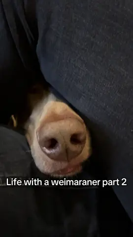 🤣🤣🤣 #weimaraner #weimaranersoftiktok #dogsoftiktokviral #braquedeweimar #trendingsounds #fypp #fyp #weimaranerpuppy #dogsoftiktok #lifewithaweimaraner 
