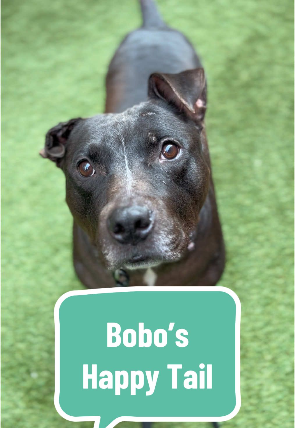 Bobo's Big Break: From Longstay to Forever Loved!  After patiently waiting over 200 days at Manhattan ACC, Bobo has finally found his happily ever after—and we couldn’t be more thrilled!  This sweet older gentleman spent months being overlooked, and now he’s officially part of a loving family. Thank you @auntietbag for adopting Bobo and giving him such a wonderful home! ~~~~~~~~~~~~~~~~~~~~~~~~~~~~~~ Thinking about adopting? Visit our Manhattan, Queens, or Staten Island locations during adoption hours to meet your future best furriend! Explore available pets at nycacc.app. Let’s keep those happy tails coming! Tag @nycacc if you would like us to share your Boroughbred adoption story! #nycacc #boroughbreak #shelterdog #rescuedog #happytail #adoptionstory