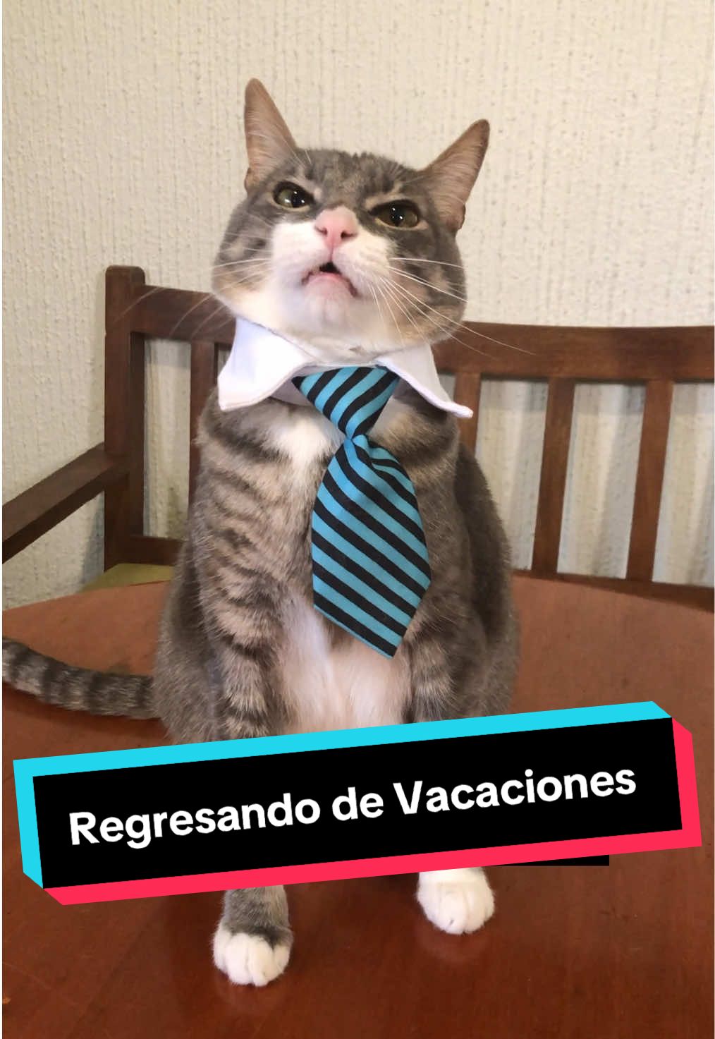 ¡Regresando de vacaciones con actitud! 🛌 💤                         #mascotas #memestiktok #comedia #gato #perros 