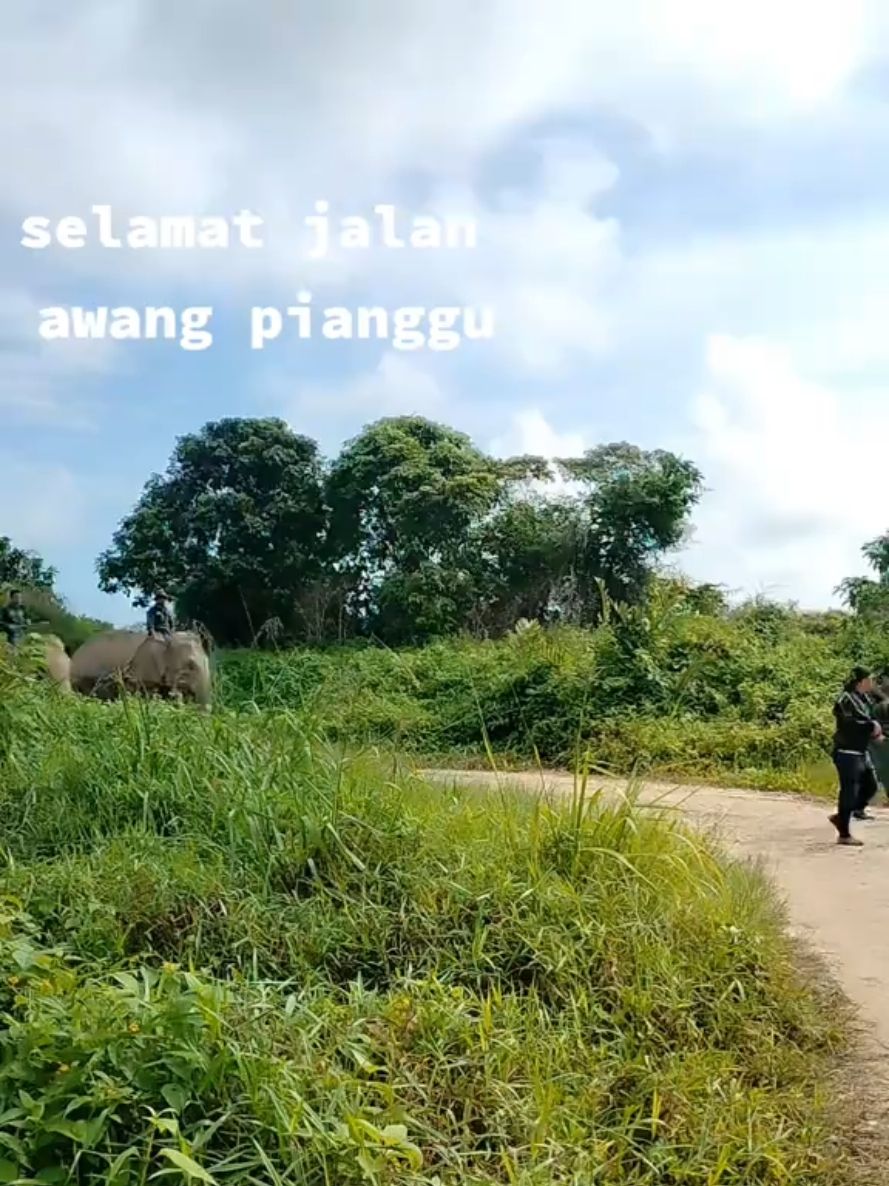 pemindahan awang pianggu trima kasih kpd abg2 jabatan perhilitan dan smua yg tlibat... #perhilitankualagandah  #perhilitanmalaysia