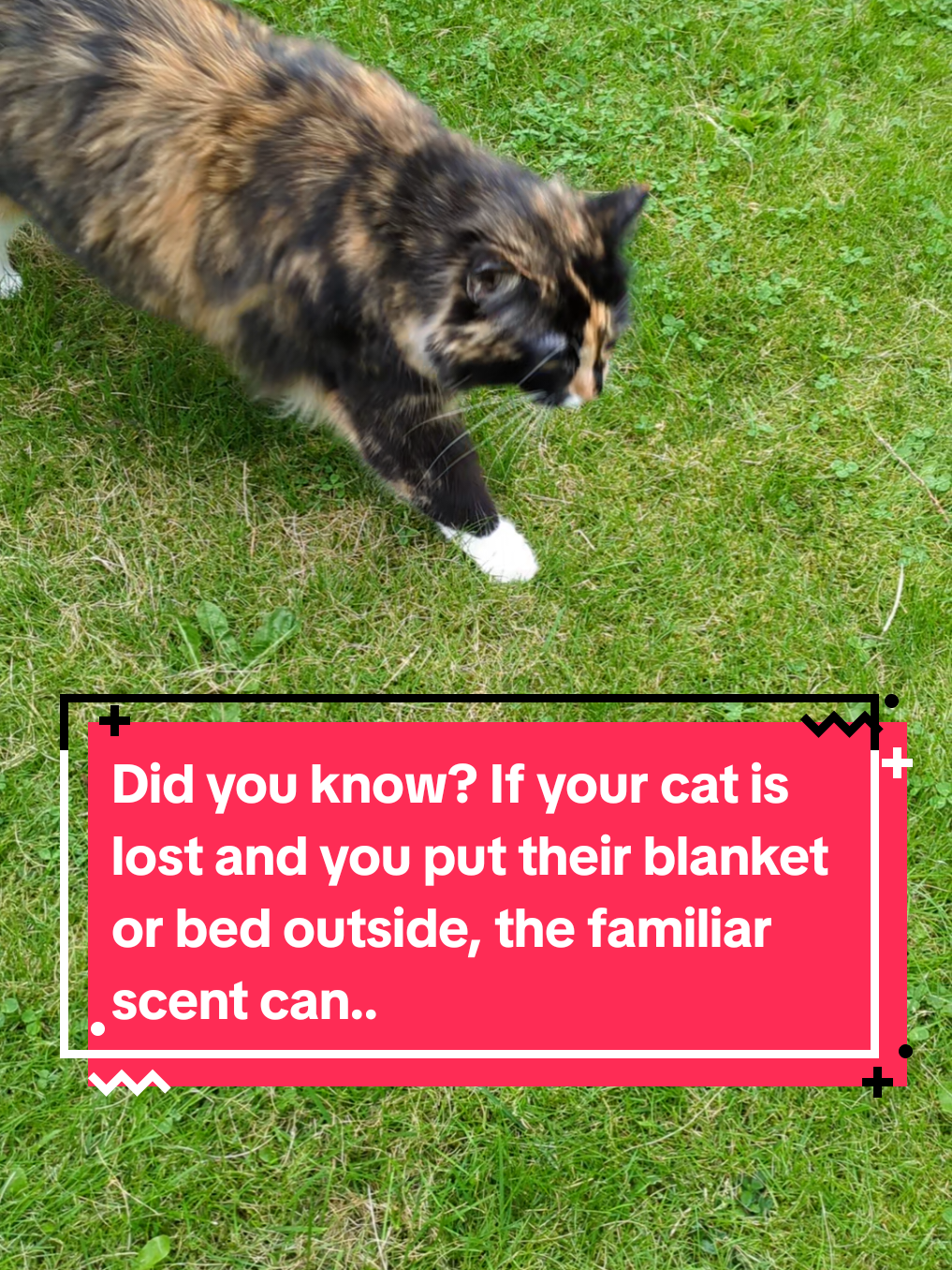 Did you know? If your cat is lost and you put their blanket or bed outside, the familiar scent can help guide them back home 🥹 #cattok #catlovers #catsoftiktok #kittensoftiktok #catfacts 