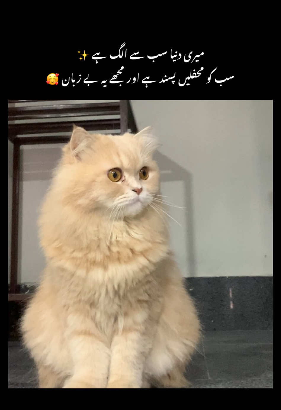 Meri jaan <3🥹🤎- #foryou #foryoupage #catsoftiktok #viralvideo #zeusmeow 