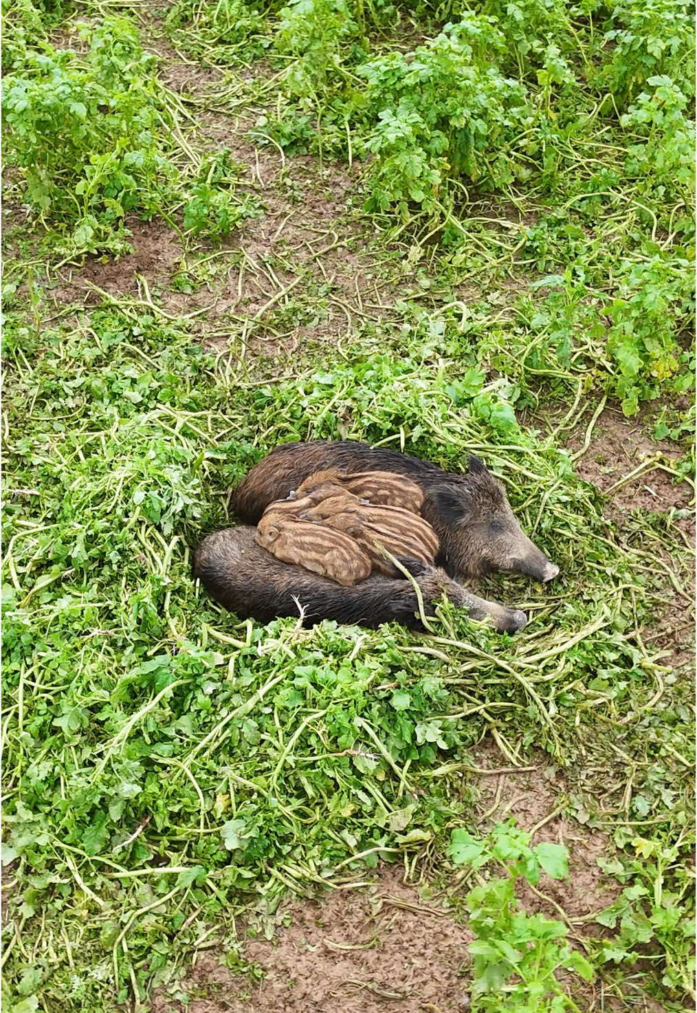 Bien au chaud 🐗🤩 #sanglier#family#nature#marcassin#chaudron#pourtoiii 