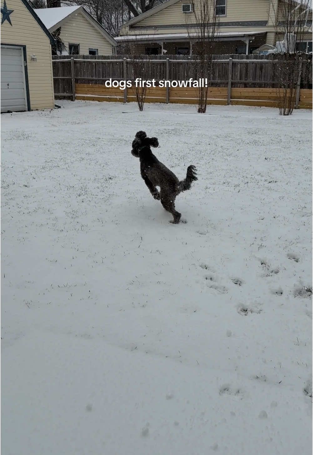 I can’t stop laughing! the last part goes so well with the sound 😂 Also she has a jacket but would not let me put it on her! #doginsnow #dogplaying #dog #snow 