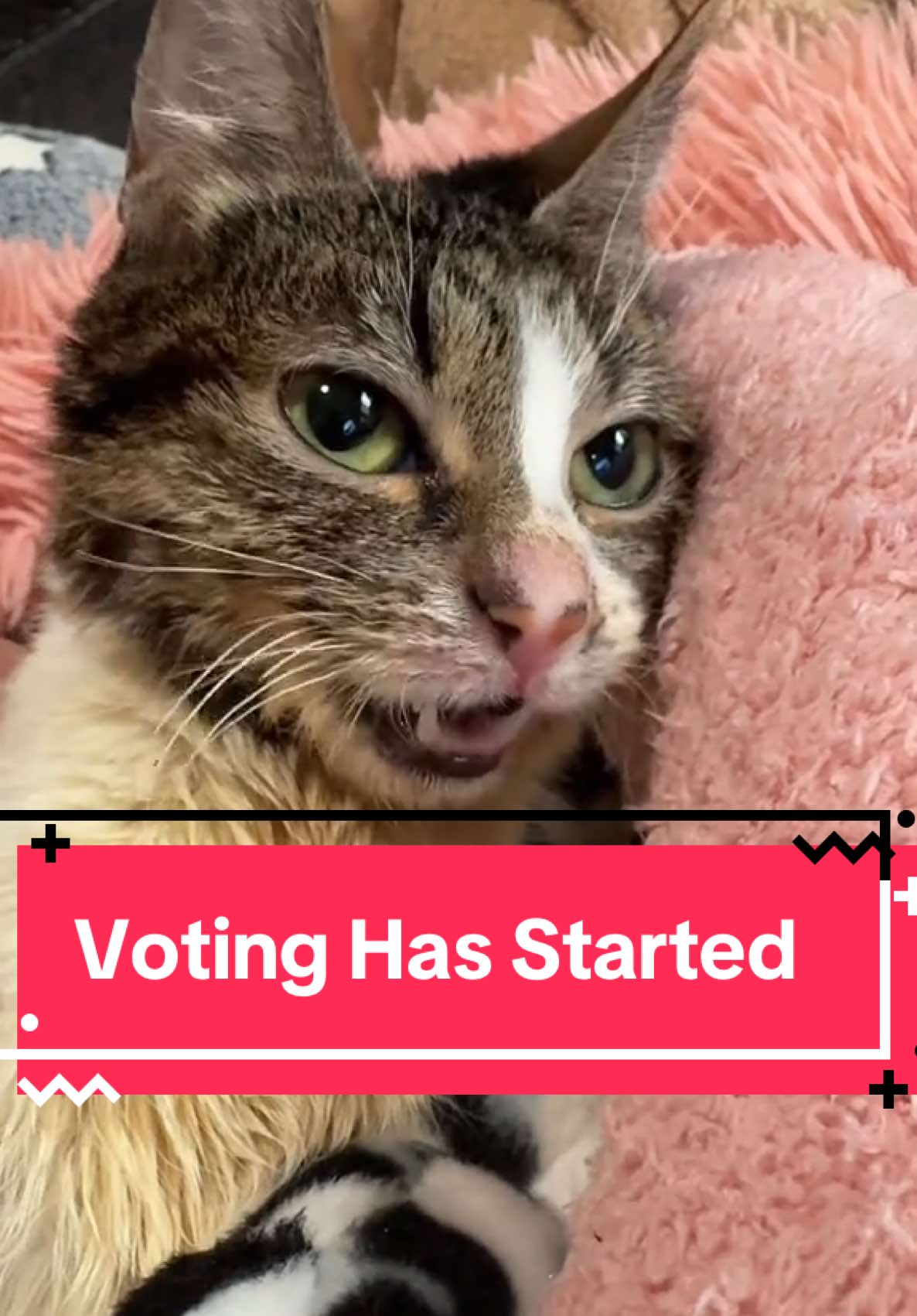 Americas Favorite Pet has started and the champion is back for Year 2. Go vote for Ysera if u can please and lets have some fun #ysera #yseratok #kitten #cute #specialcat #catsoftiktok #kitty #goodmorningysera #catsofinstagram #catsoffacebook #ndd #neurodegenerativedisease #yserasarmy #afp #americasfavoritepet #americasfavoritepet2025 