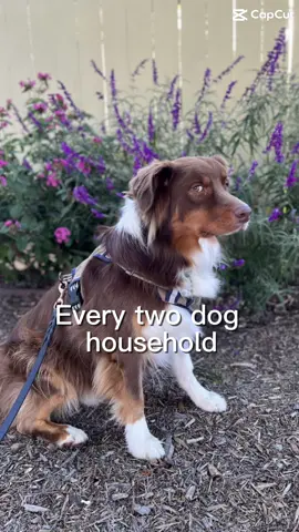 Had to do one of these… #gladiator #mynameisjeff #everytwodoghousehold 