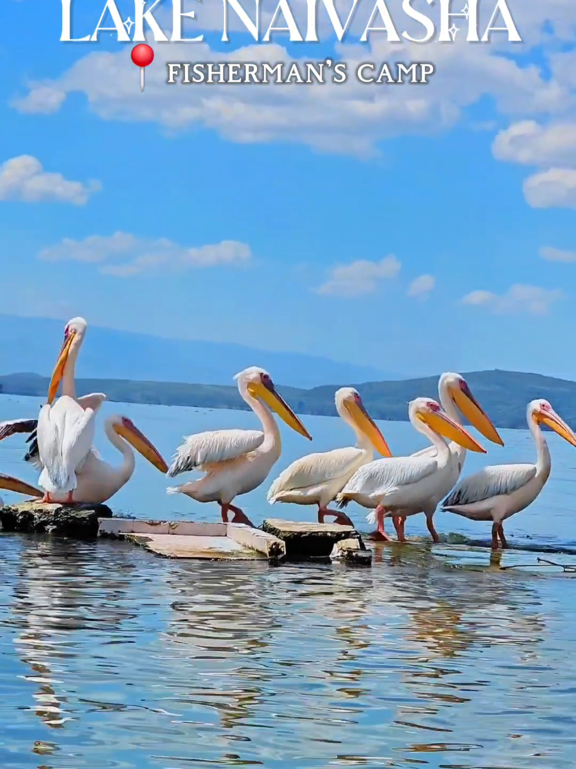 📍Fishermans camp  Lake Naivasha We had an amazing time at fisherman's camp in naivasha,  beautiful property, entrance for day trip is 300 pp and for camping 1000. They had a clean picnic spot with lots of space and also tables,  u can cook on site too. Their toilets were clean with sprays to wash (if u know u know) . We took our own food, they have a restaurant on the property but not halal.  We had a lovely boat ride 3500/= for the boat for 1 hour 2000/= for 1/2 hour The kids also had a great time bike riding but they didn't have smaller bikes , 300 for 1 hour per bike ( that's the official price although the guy did try to charge us 400/= so better to book through the office ) +254 725 152420 Geoffery  Definitely recommend  Numeir Ahmed Bachani JazakAllah khairan for the recommendation #kidsfunke #placestovisitinkenya #thingstodoinnairobi #funthingstodoinnaivasha #nairobitiktokers #kenyantiktok #lakenaivasha #nature #fyp #somalitiktok12 