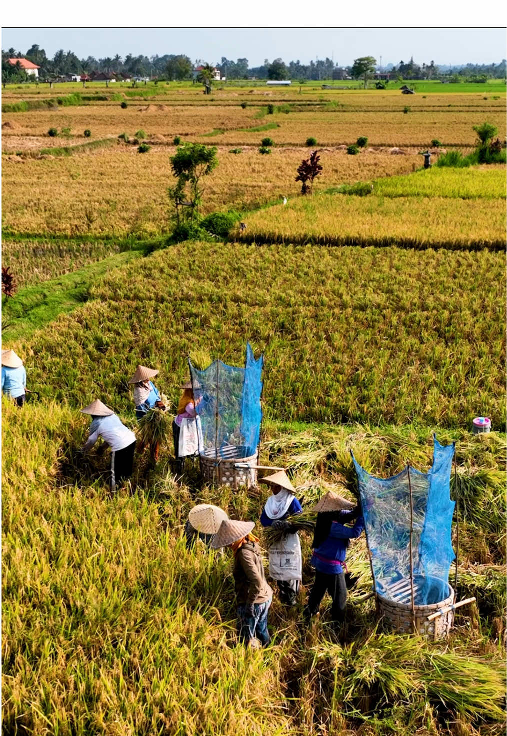 Golden fields of rice stretch across the Indonesian countryside, where workers skillfully harvest one of the world’s most important crops. Indonesia is the third-largest producer of rice globally, and this staple food feeds millions every day. The workers’ dedication reflects centuries-old traditions that sustain both local communities and global economies. One fascinating part of the harvest process involves bashing the rice stalks against a wooden or metal surface. This technique, known as threshing, separates the grains from the stalks. It’s a crucial step that ensures the rice is ready for drying, milling, and eventually consumption. Threshing by hand is labor-intensive, but it preserves the quality of the grains and connects the workers to practices handed down through generations. Rice cultivation in Indonesia also relies on the subak system, an ancient method of cooperative water management originating in Bali. This system reflects the harmony between agriculture and nature, ensuring that every step of the process is sustainable and deeply rooted in cultural heritage. #Bali #Indonesia #RiceFields #RiceTerraces #BaliRiceTerraces #TravelIndonesia #ExploreBali #BaliTravel #UbudBali #BalineseCulture #VisitIndonesia #BaliNature #IndonesianRiceFields #TravelPhotography #RiceHarvest #NatureLovers #TravelAsia #DroneShots #AerialView #DronePhotography #BaliAdventures #CulturalTravel #AsiaTravel #SustainableFarming #RiceFarming #FoodProduction #AgricultureLife  #GreenTerraces #DroneFilming #BaliViews