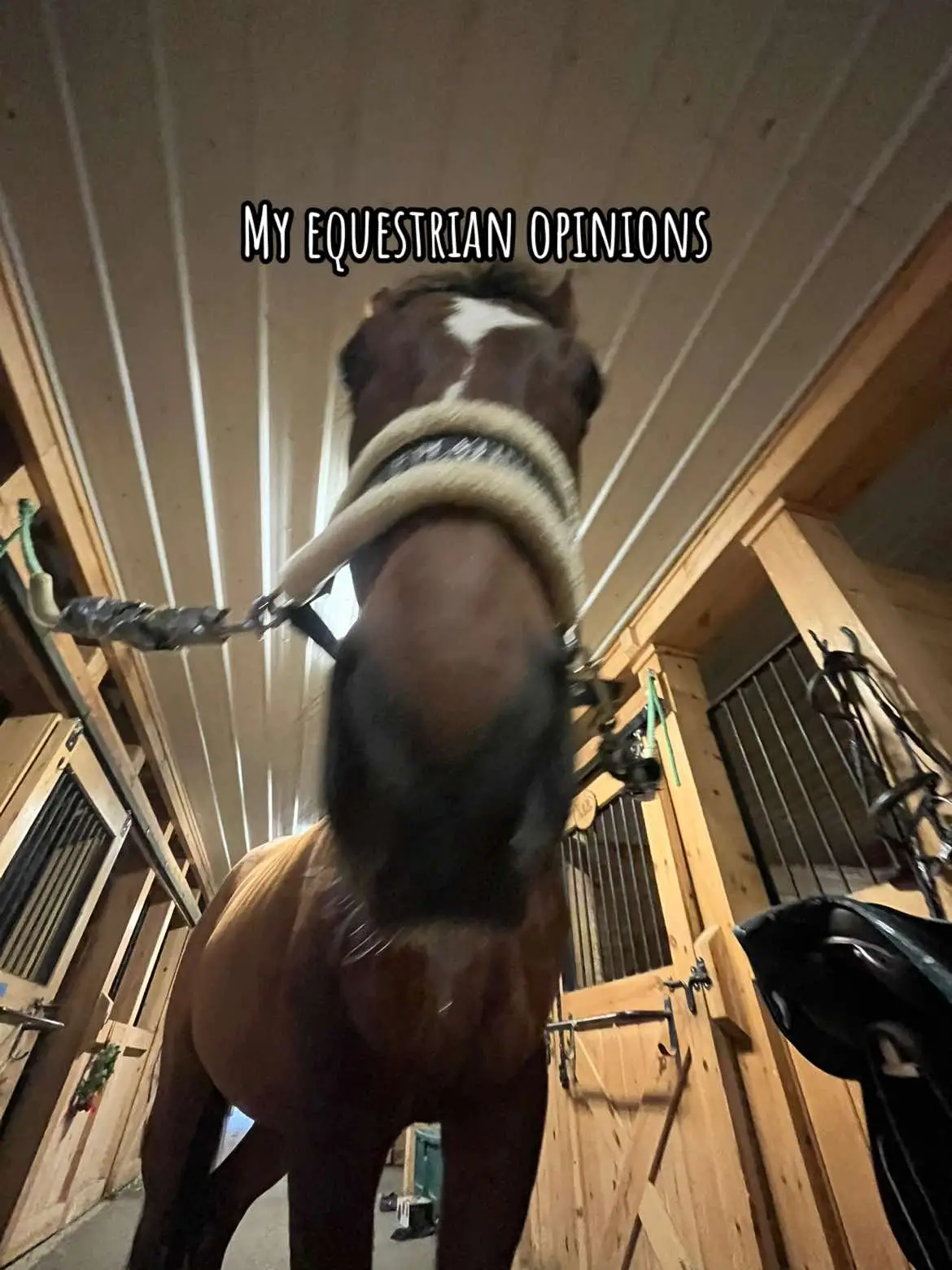 #fypppppppp #foryoupage❤️❤️ #fypシ゚viral🖤tiktok #fypppppppppppppp #fypシ #foryoupage #hunterhaven #sprucehill #fyp #horsesoftiktok #horses #equestrian 
