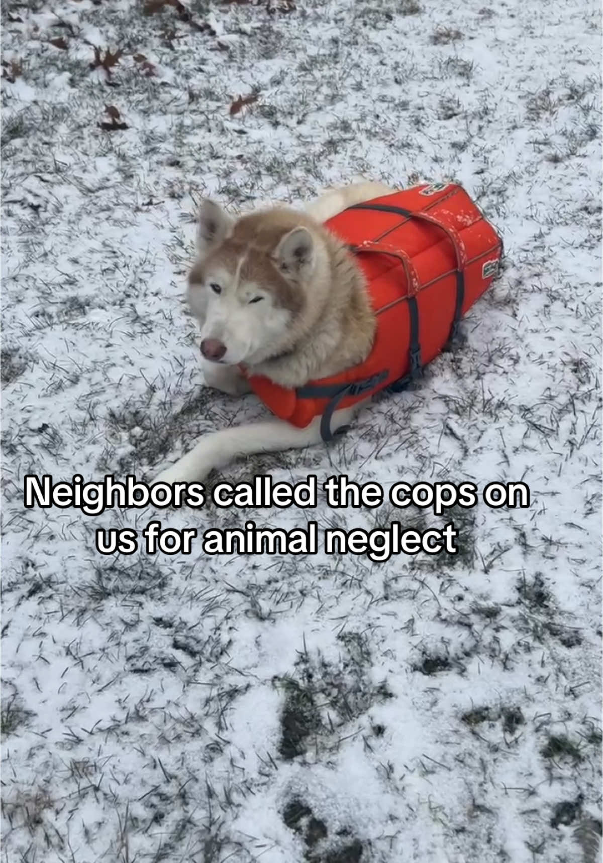 Replying to @Vera Maria  neighbors called the cops on us AGAIN #freezinghusky