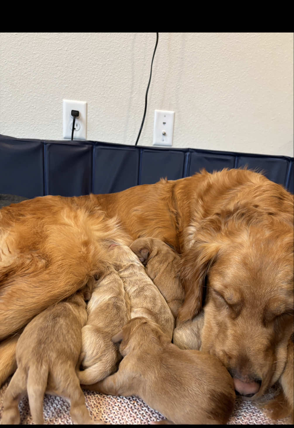 Watching these puppies grow is so special 🥹🥰♥️ #newbornpuppies #newborn #goldenretrieverpuppy #lifeisprecious #puppygrowth #puppiesgrowing #goldenretriever 