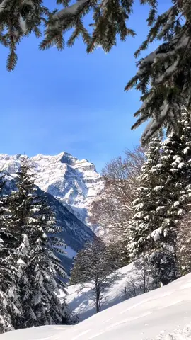 True Swiss winter wonderland ❄️❄️ #naturephotography #swissalps #Outdoors #nature #naturelove #switzerland #mountains #switzerlandnature #happynewyear #hike #travel #wintervibes #wintersports #snow #winterwonderland 