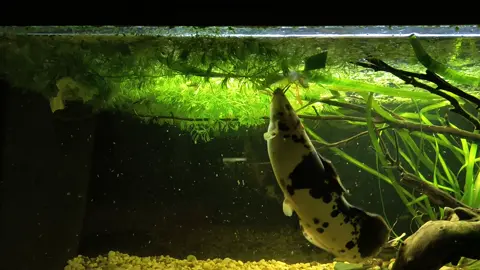 #clarias #batrachus 