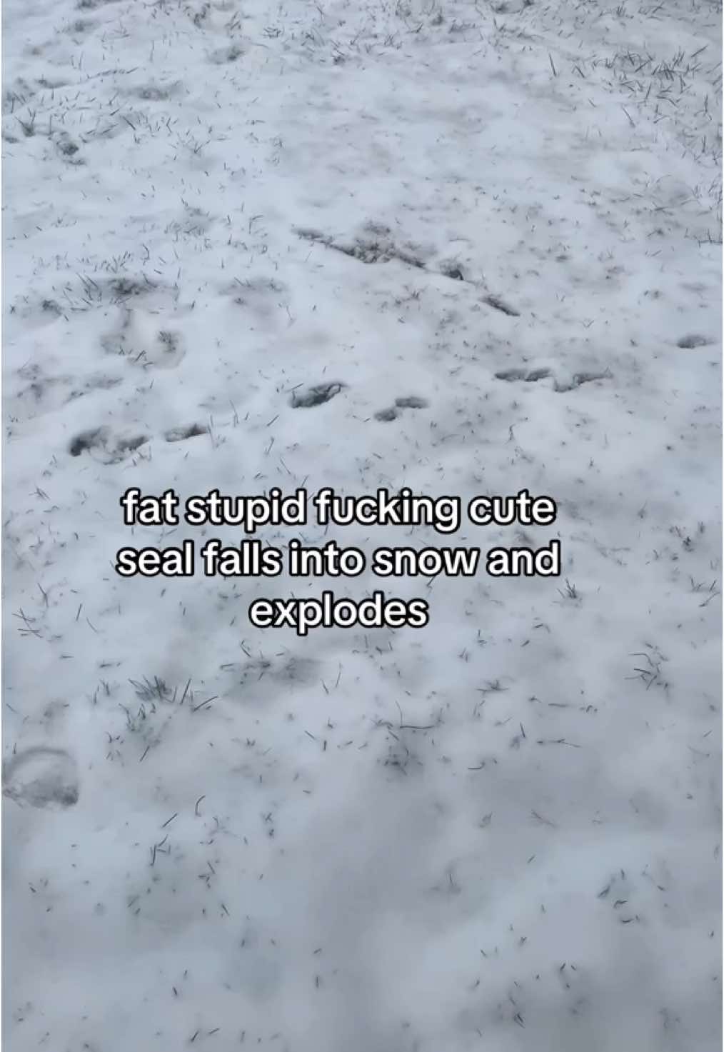 boom boom #snow #seal #iloveseals #🦭 #bsd #bungoustraydogs #2020 #snowday #fyp #animetiktok #himoots #moots #mutuals #hi #silly #cuteseal #sealplush 