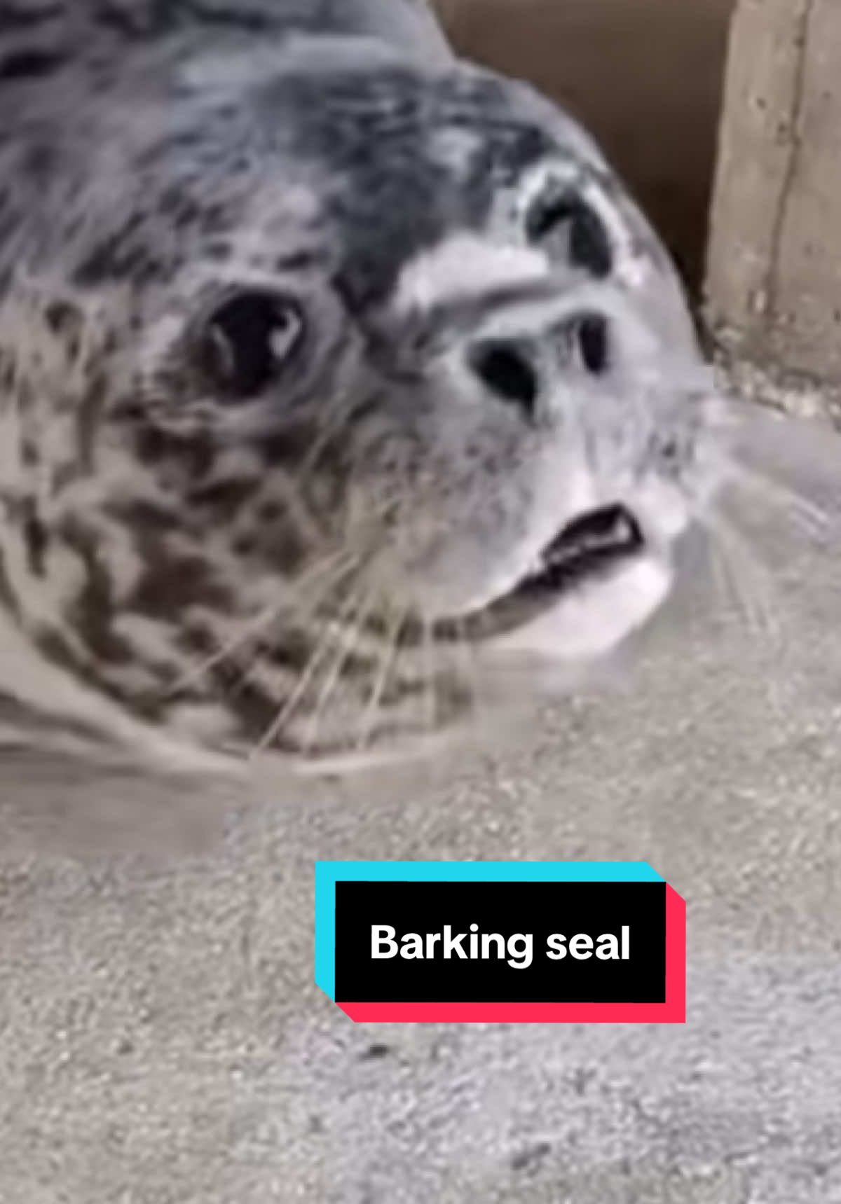 This seal is letting someone or something know that he means business 😳 #nature #wildlife #animals #animalsoftiktok #animaloftheday #fyp #seal #seals #naturelover #sealife 