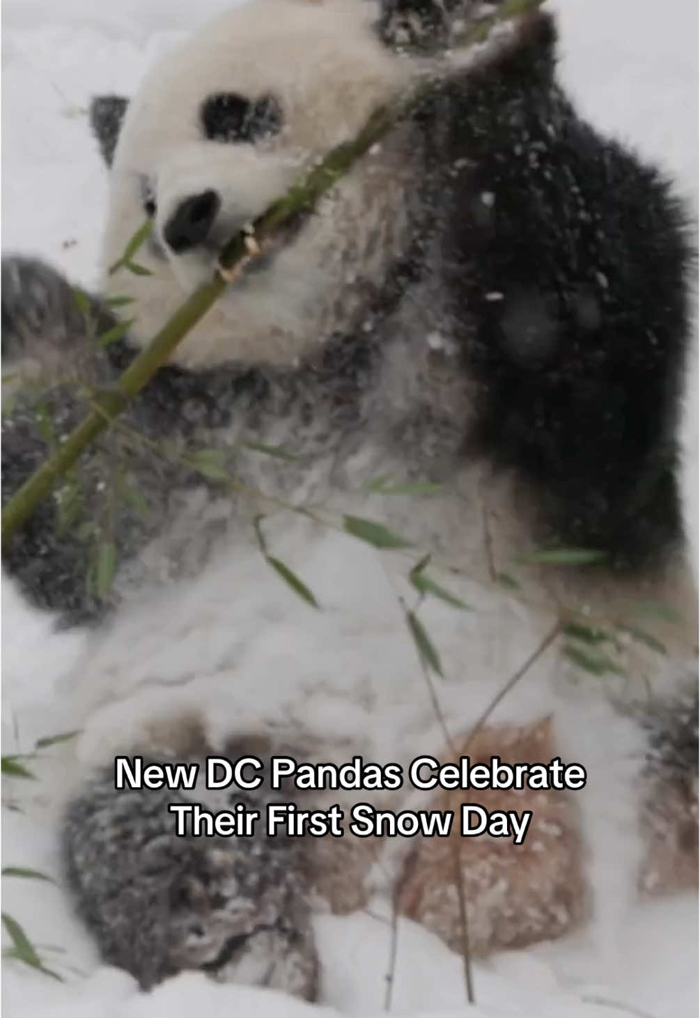 Snowpanda snowpanda snowpanda 🐼☃️🚨 Bao Li and Qing Bao celebrated their first snow day in Washington, DC. Forget sledding and snowballs: Is there a snow day tradition more cherished than watching the National Zoo’s pandas play in the snow? Take a closer look at the link in bio. 👀 #snow #washingtondc #panda  🎥 Courtesy Smithsonian's National Zoo.