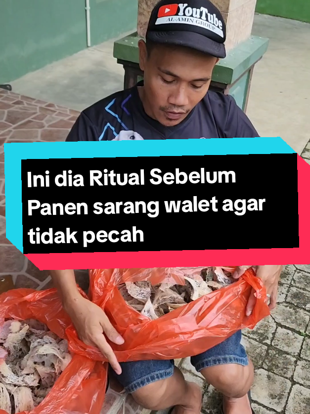 Proses Panen sarang walet Agar Populasi Tetap Meningkat #walet #waletsukses #gedungwalet #konsultanwalet #pasangaudiowalet #pasangaudiowalet #sarangwalet 