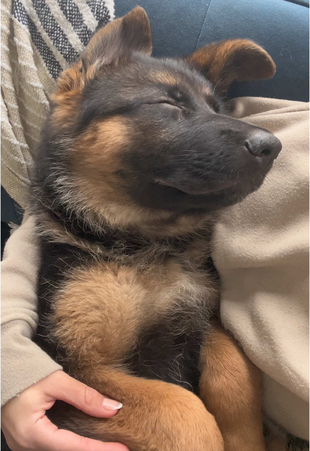 Just wait until the end… 🤣 #GSD #sleepypuppy #germanshepherd #dogsoftiktok #dogtok #cutedog #puppy #day6