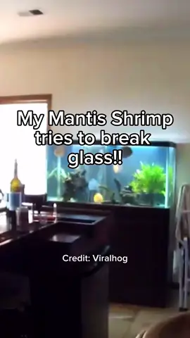 Can my Mantis Shrimp break glass?? #mantisshrimp #animals #fishtank #exoticpets 