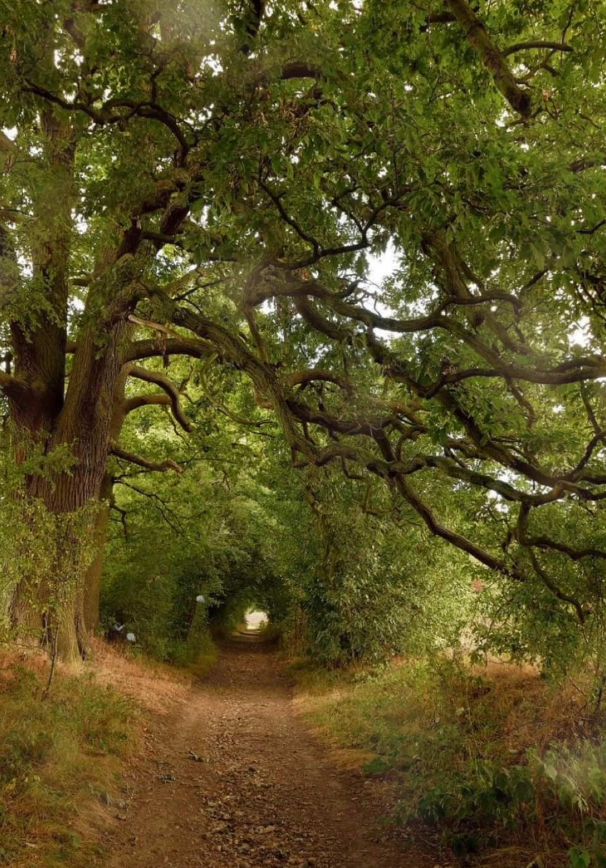 A summers walk through such pretty trees <3 