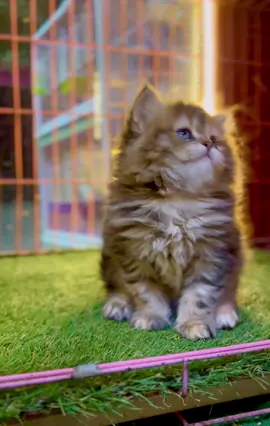 كاليكو هاف بيكي 🧡🫣🫣#حيوانات_اليفه #ماشاءالله_تبارك_الله #قطط_كيوت #fyb #cutecat #قطط #wolf_pet_store🐺 #كاليكو #قطط_كيوت🐱🐱😂😂🐈🐈🐈🐈 