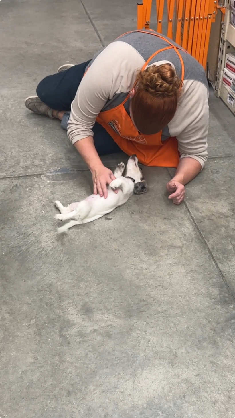 I really cant take her anywhere without one person getting on the ground 😂 @The Home Depot  #daisythedachshund #minidachshund #minidachshundpuppy #fyp