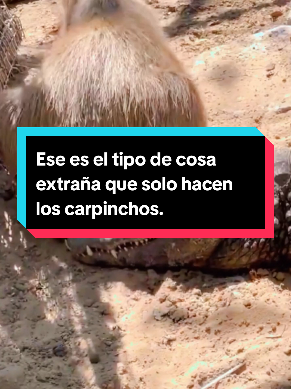 Ese es el tipo de cosa extraña que solo hacen los carpinchos. #carpincho #animalesdelplaneta #animalesdelmundo #animales 