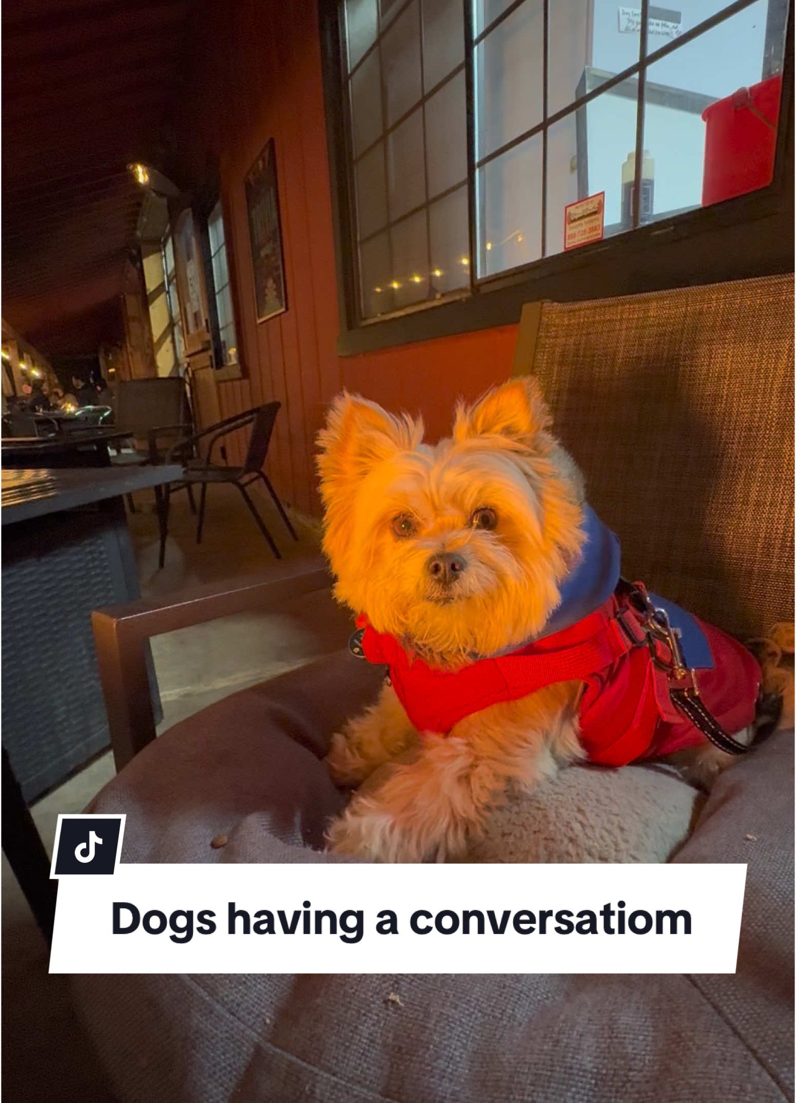 That moment when a dog from another table starts a conversation with your dog #funnydogs #dogstalking #dogsoftiktok #yorkie #husky #yorkiepom #misspixie #fy 