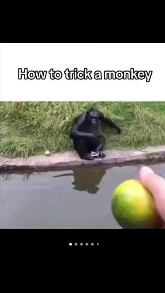 #fyp #monkey