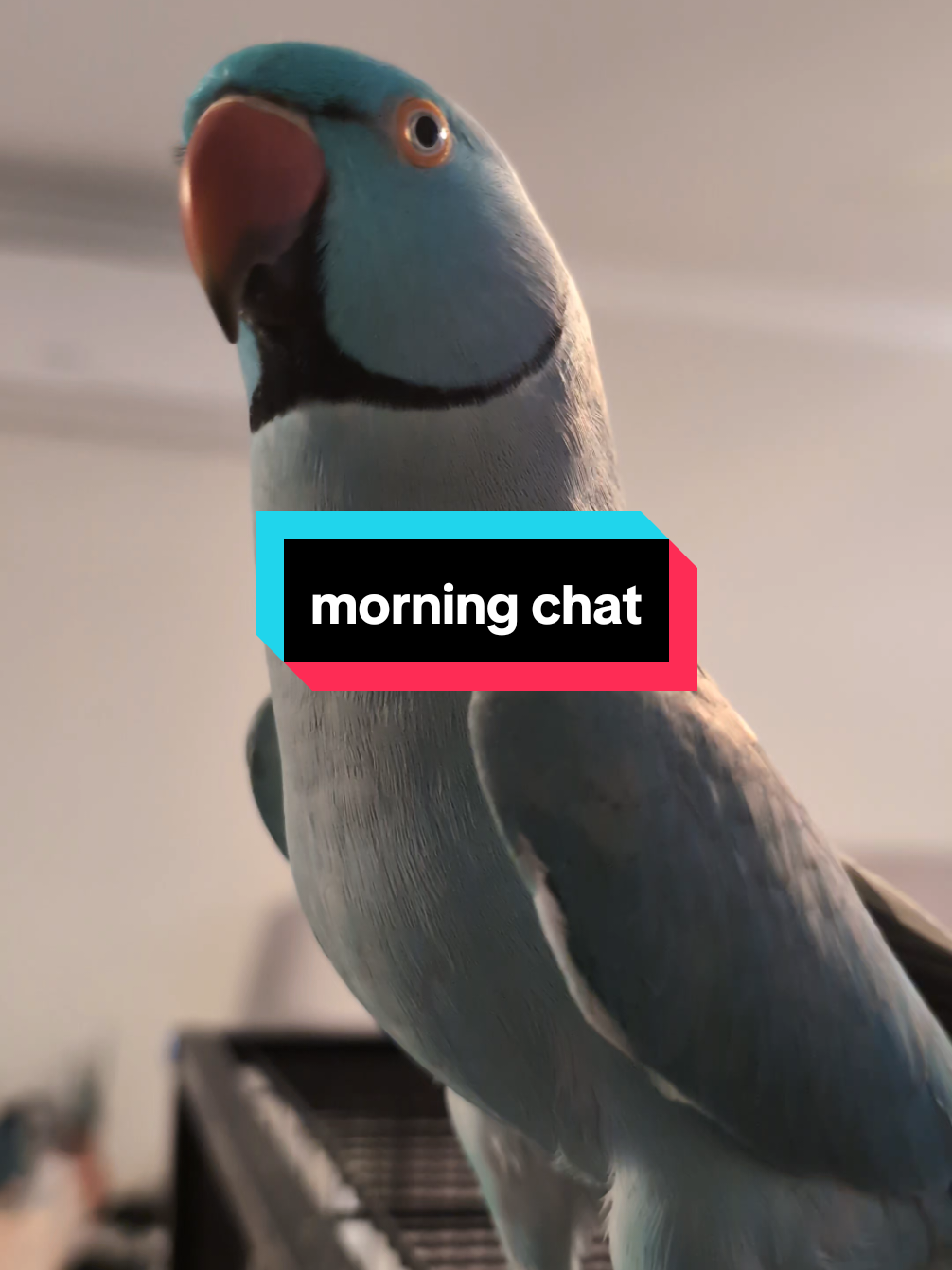 morning chats with Zeus are the best way to start the day #bird #parrot #pretty #ehh #Love #birdtiktok #cutebird #birdsoftiktok #birdvideos #indianringneck #parrotslover #bluebird #talkingparrot #talkingbird #birdtok 