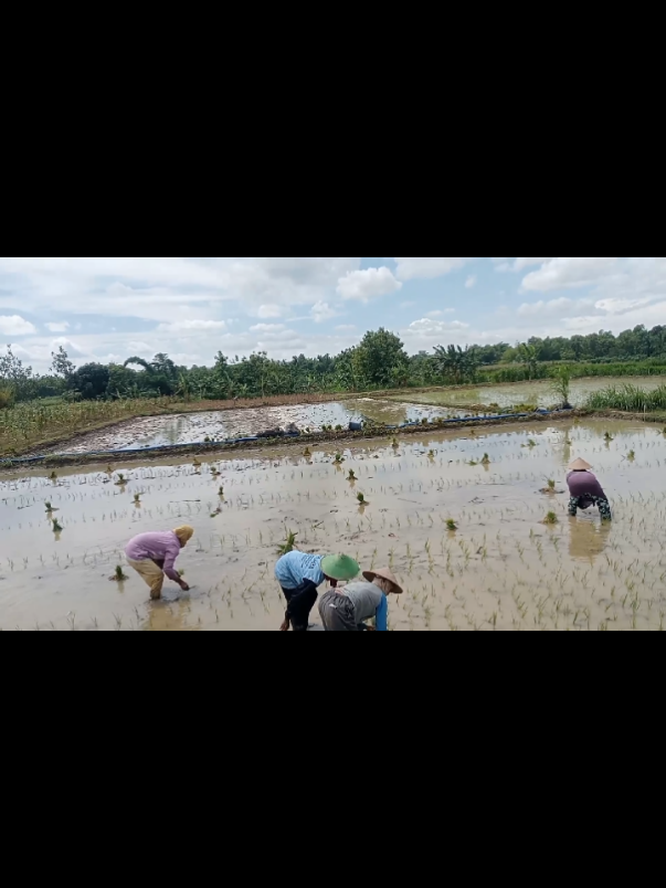 Udara Di Pagi Hari Yang Sangat Sejuk Dan Asri. #sawah #kampungjadul #pedesaan #fyp 