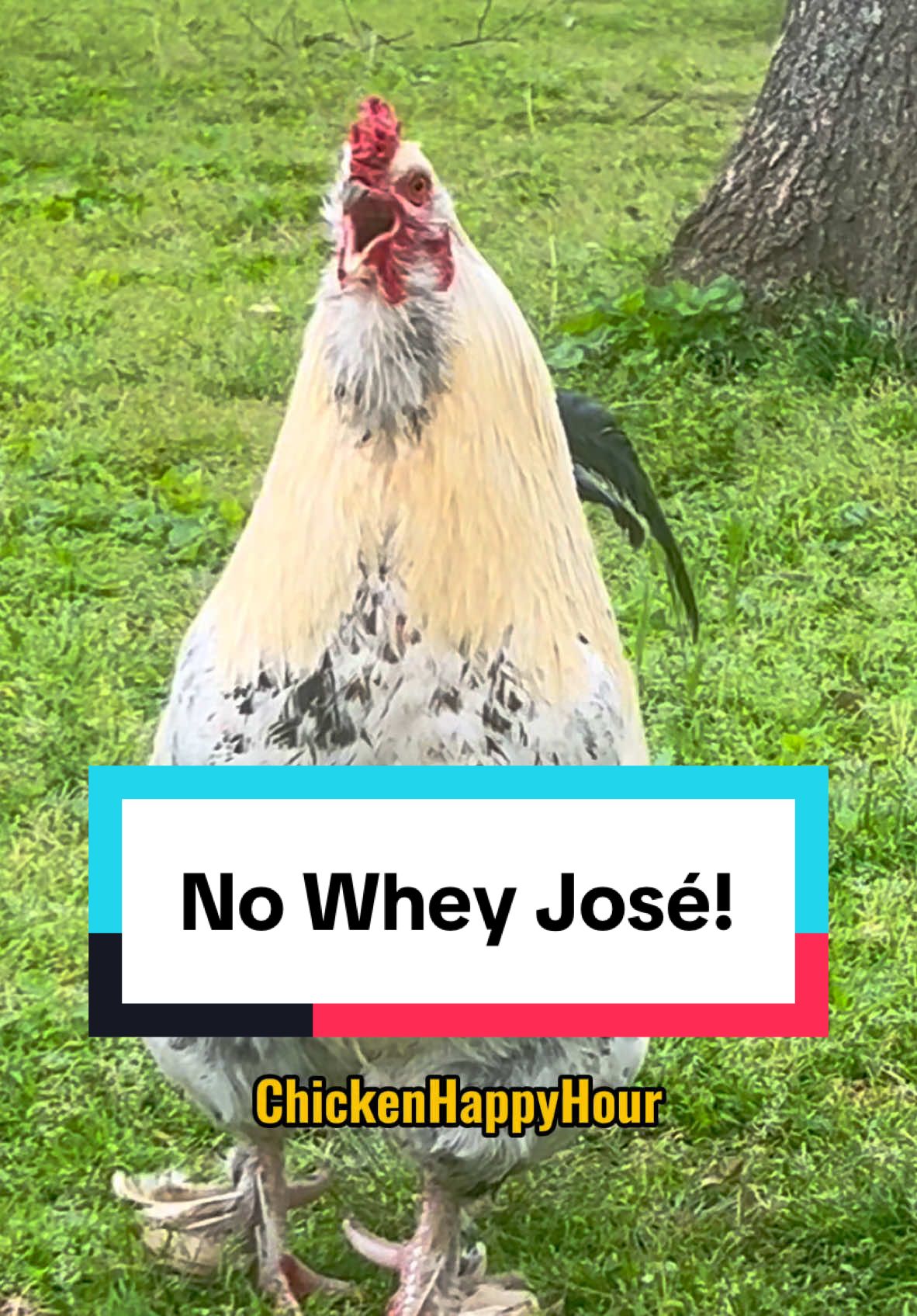 NO WHEY JOSÉ 🏋️ #dadjokes #joke #jose #rooster #chicken #funny #chickensoftiktok #newyear  #chickenhappyhour  