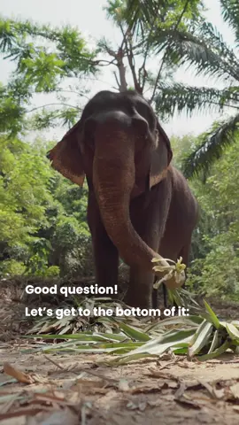 🍵 Here's the tea: its all interconnected. Regenerative agriculture is the key to sustaining wildlife like elephants 🐘 #RainforestAlliance #Rainforests #Sustainability #RegenerativeAgriculture #TeaFarm #Tea