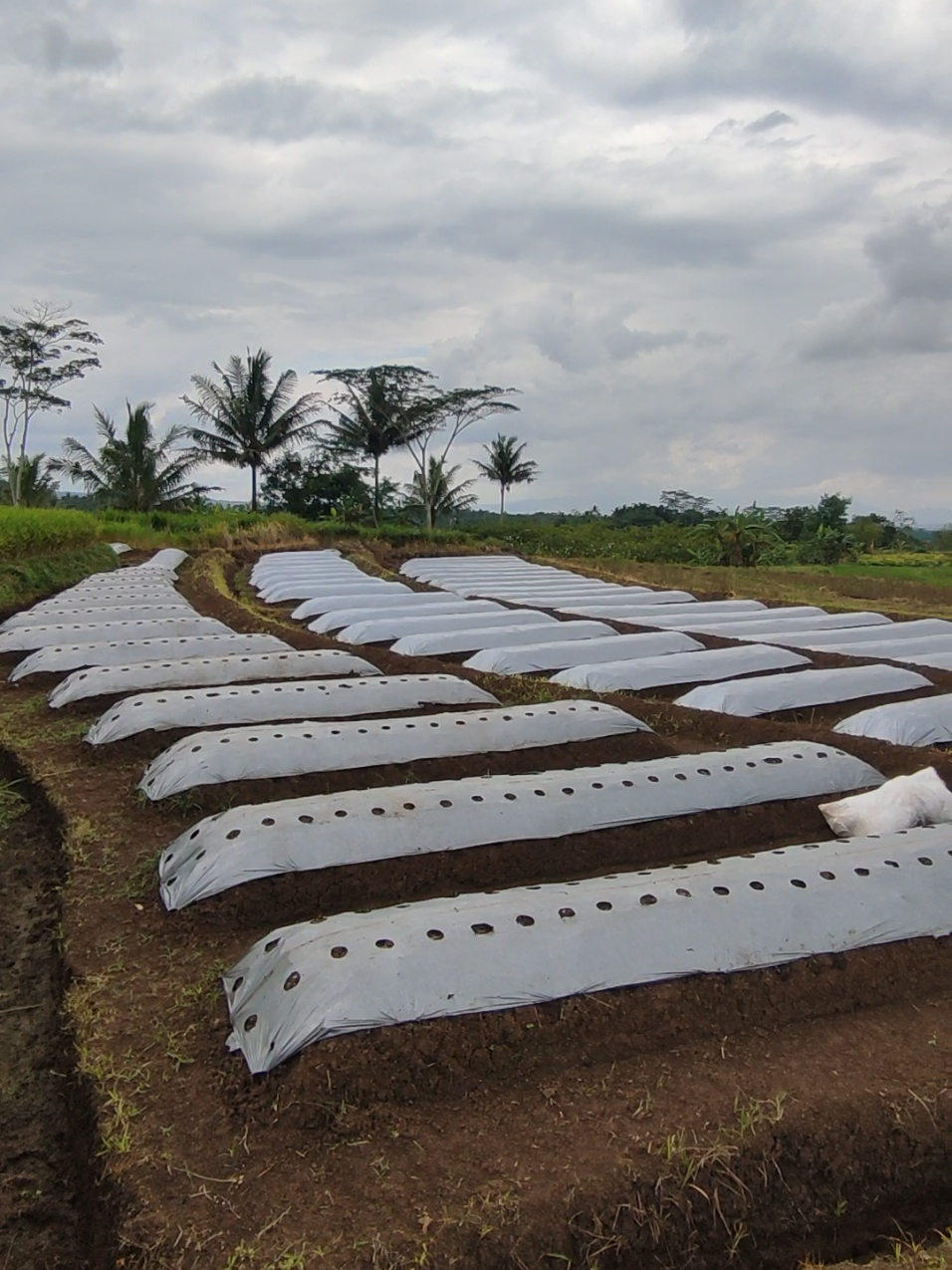 Persiapan Tanam Cabe CMK IGGO Tavi Dan CRM Tavi, Lagi Cari Yang Tavi Tavi  #fyp #fypシ #petani #petanimuda #petanicabai #petanicabe 