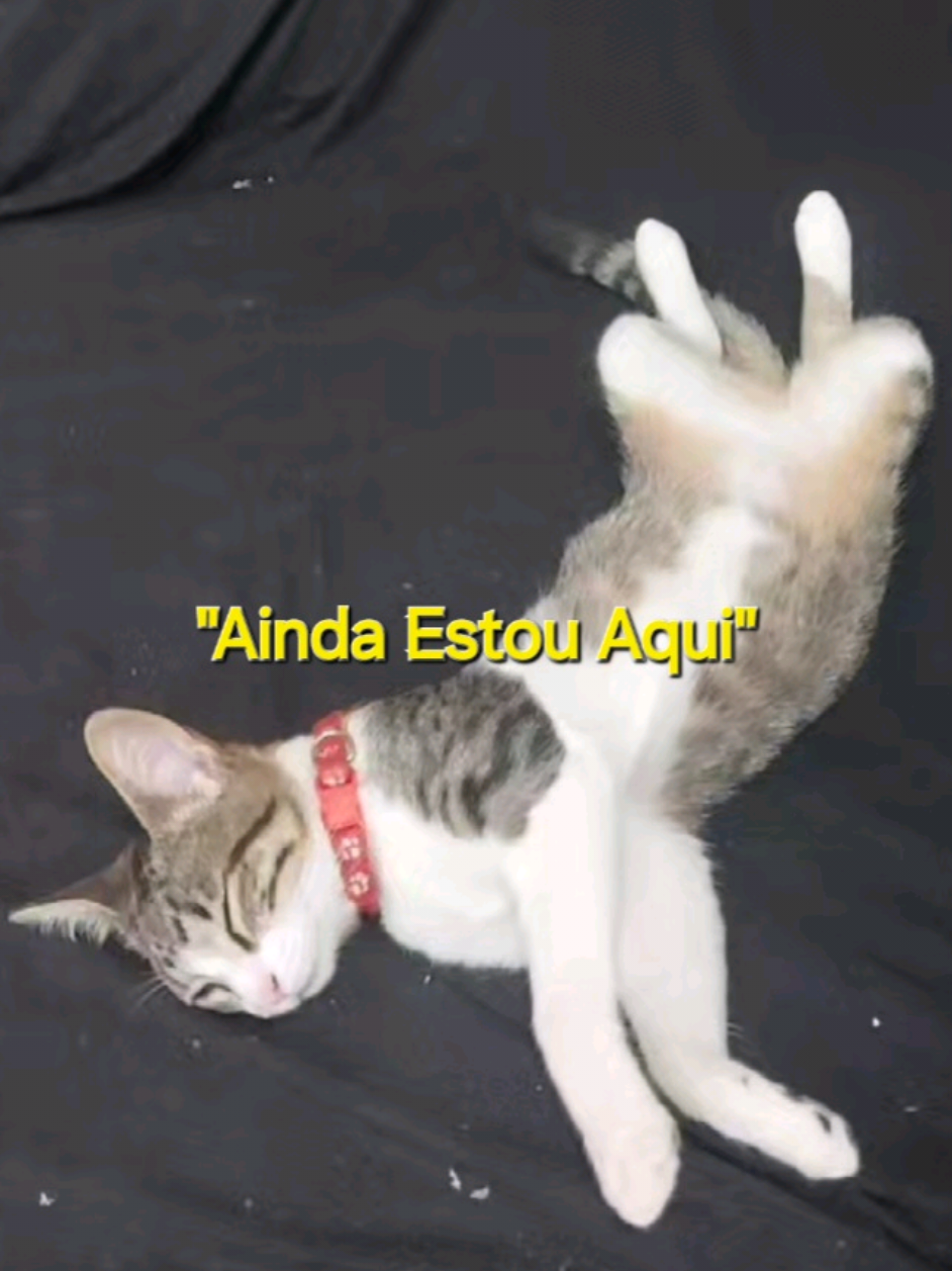 #aindaestouaqui #cat #pets #tik_tok #felinos #gatitos 