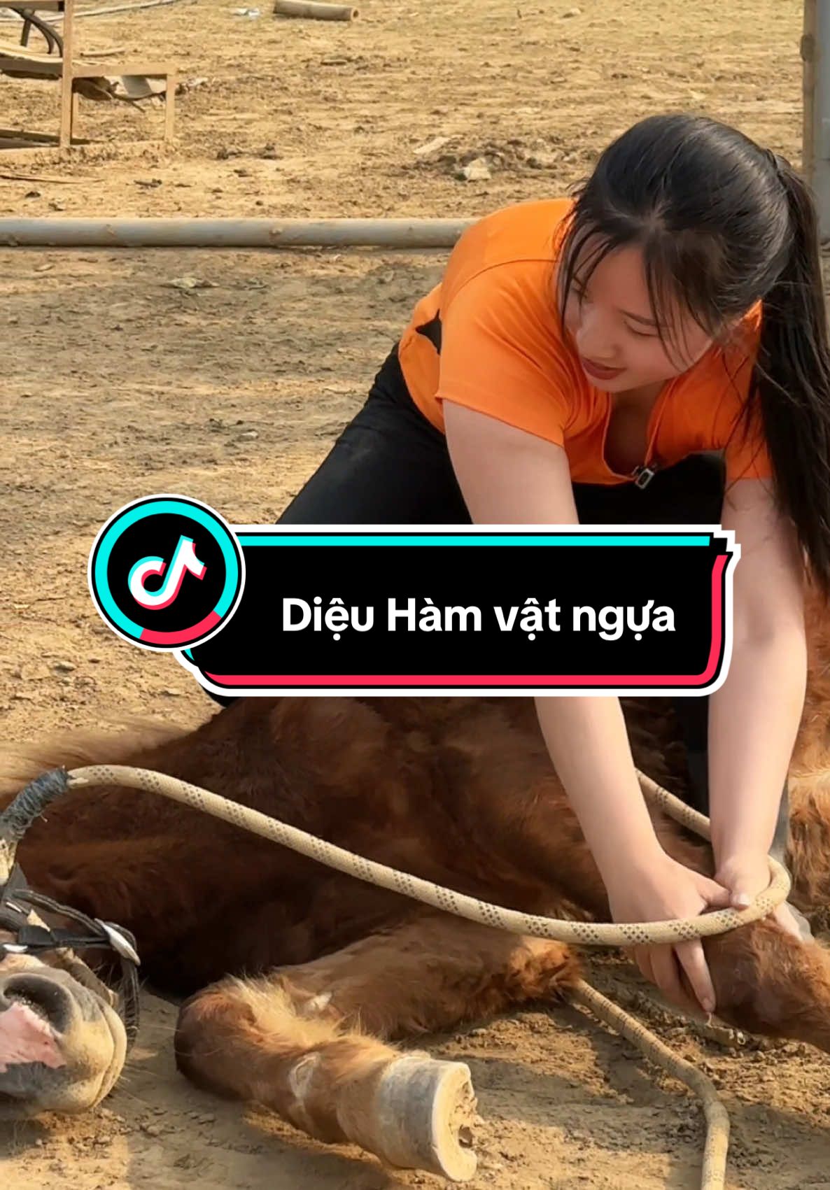 Vật bé Bảo Mã #horsebackarchery #horse #horseriding #horsegirl #equestrian #girls #clbkyxavn 