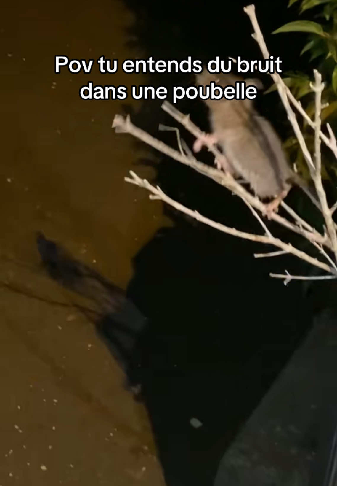 Ratatouille qui fait les courses 👨‍🍳🐀 #pourtoi #pov #fyp #viral #meme