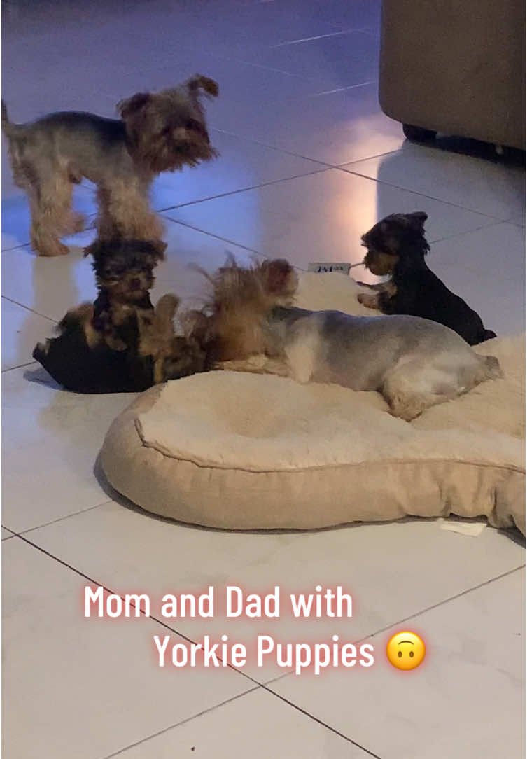 Yorkie puppies available to be rehomed! Pick up is in Miami FL January 13, 2025 ***1 female teacup yorkie and 1 Toy Male Yorkie. Please send me a DM if you are interested. 😁 #yorkiepuppy #teacupdogs #teacupyorkies #yorkies #puppylove #puppies #yorkiesoftiktok #fyp #Miami #teacupdogs #TikTokLIVE #yorkiemom 