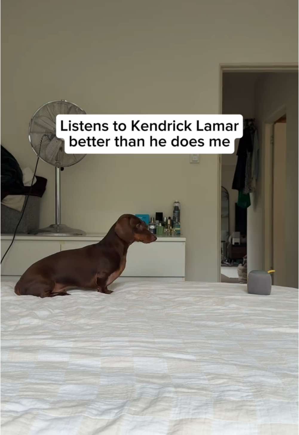 Maybe Kendrick was he dad in another life 🤔🤔🤔 #kendricklamar #sitdown #dachshund #sausagedog #fyp @Kendrick Lamar 