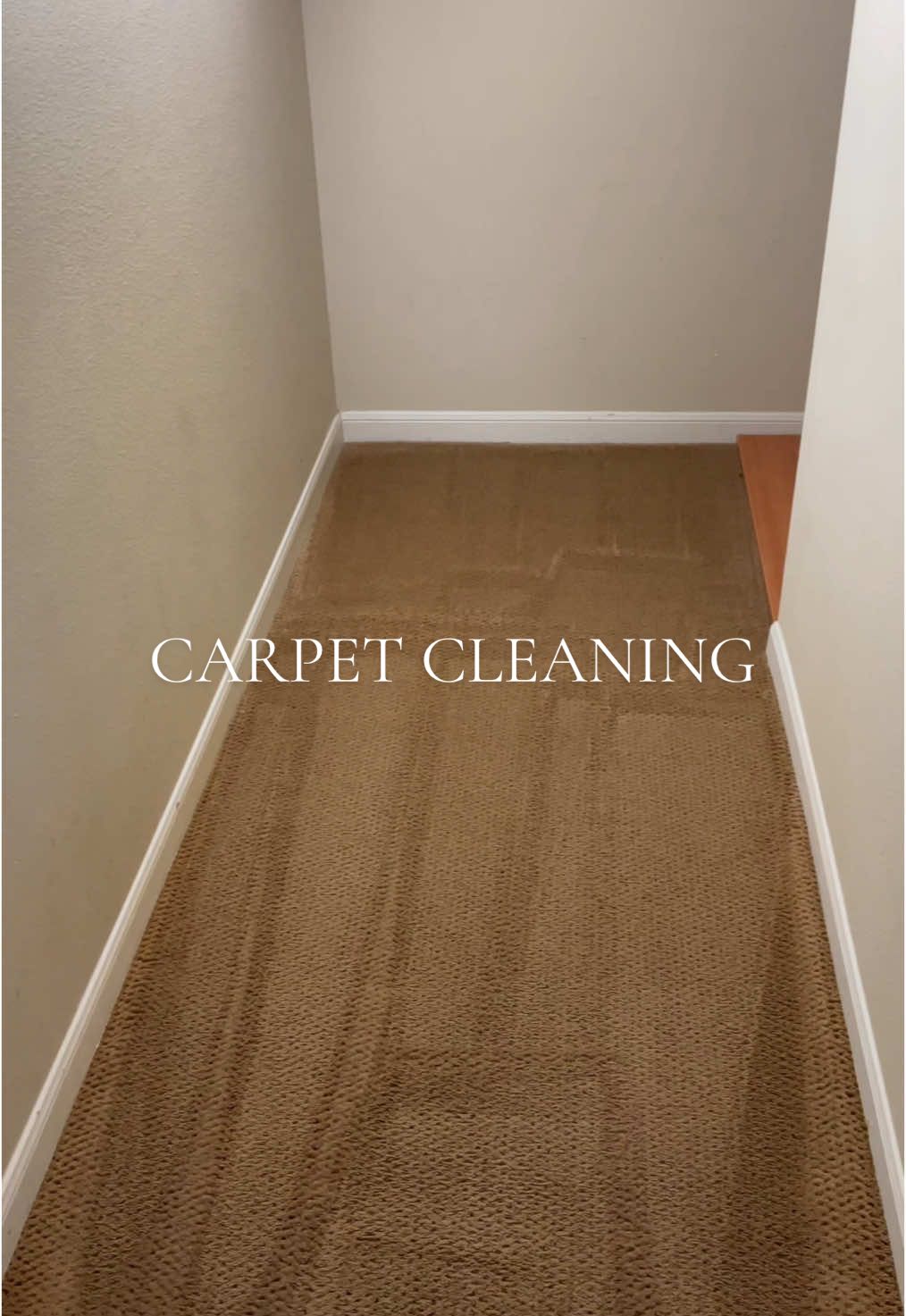 Carpet cleaning my cats’ litter box room! 🫧🤍  #cleaning #waterdump #carpetcleaning #carpetclean #bissell #clean #CleanTok #deepclean #deepcleaning #deepcleantok #satisfyingvideo #satisfyingcleans 