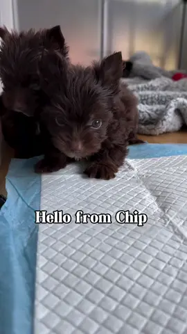Hello  From chip the  dark chocolate yorkies ❤ #tiktok #teacupyorkie #yorkiepuppiesforsale #puppies #puppylove #puppies #tiktok #yorkie #yorkiepoo 