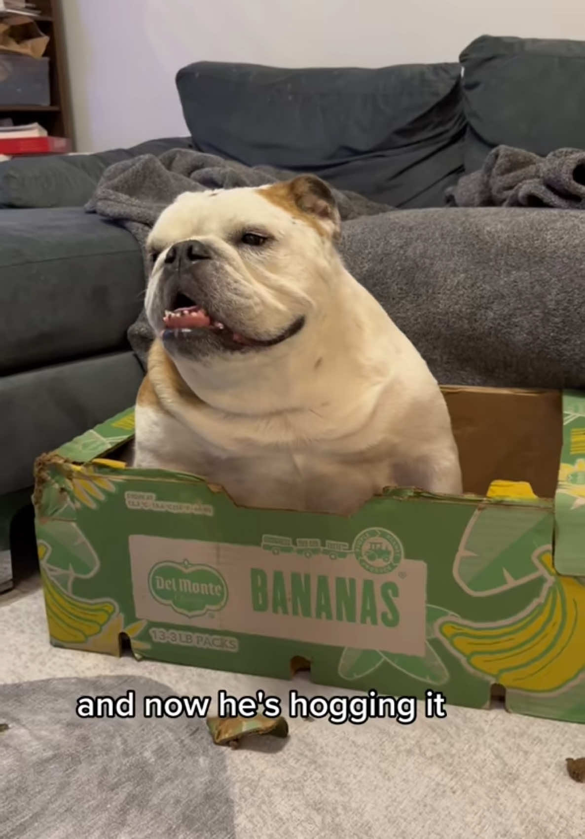 It’s banana box-iversary!! #onthisday #dog #fyp 