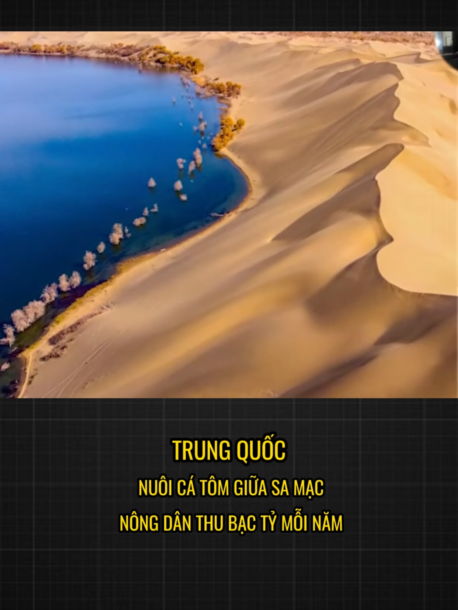 TRUNG QUỐC NUÔI CÁ TÔM GIỮA SA MẠC, NÔNG DÂN THU BẠC TỶ MỖI NĂM #TINNONG #TINTUC #LearnOnTikTok #trungquoc