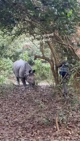 When Rhino came to Charge during Jungle walk in Chitwan National Park, Guide made returned Rhino and save Tourist #chitwan #chitwannationalparktours #nepalwildlife 