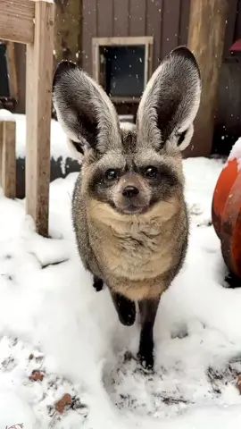 Otis the bat-eared fox is a snow angel! ❄️ Another snow day at the Zoo! The Zoo is closed due to weather, but animal care staff members has been staying overnight at the Zoo to care for the animals. Stay safe and stay warm! ❄️ #cincinnati #snowday #zookeeper #cincinnatizoo #animals 