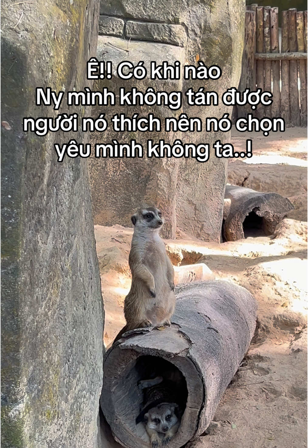 Nói thật đi.. #fipシ #viral #xh #th #trending #monkey #VinWondersPhuQuoc #Vcreator #SafariPhuQuoc #GrandWorldPhuQuoc #WakeupFestival 