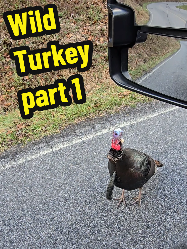 wild turkey likes GMC..#wildturkey #GMC #talkingturkey #livingthedream #maggievalley #smokeymountainstateofmind #getoutdoors #respectnature #valleylife #haywoodcounty #blueridgeParkway #westerncarolinas 