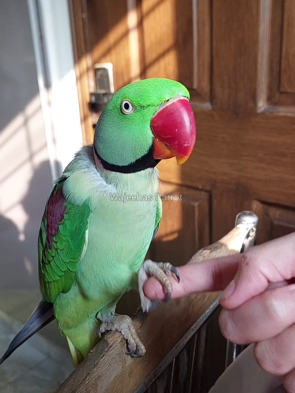 Shonay is in a talkative mood today 😇 #Bird #birds #birdlover #cutebird #Parrot #parrotlover #cuteparrot #Alexander #alexanderineparrot #Alexandrine #Alexanderlover #Alexanderoftiktok #birdsoftiktok #ringneckoftiktok #ringneck #ringneckparrot #ringnecklover #raw #rawparrot #greenparrot #talkingparrot #funnyparrot #viral #reel #pet #happy #happybird #funny