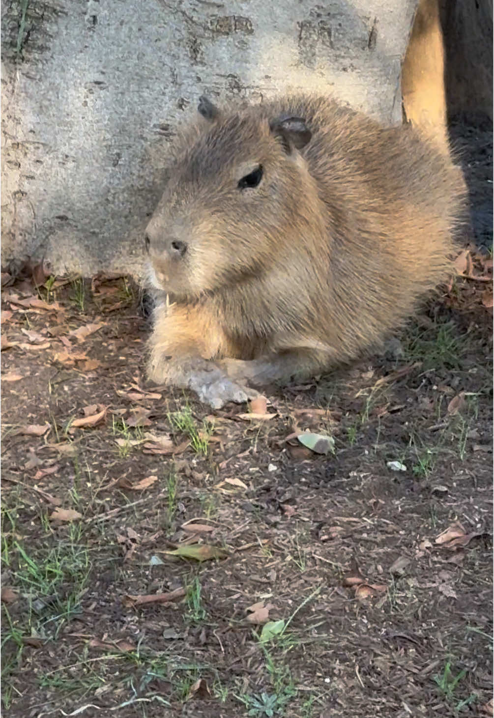 me: “babe we gotta see the capybaras…it’s my DREAMMM” #capybara 